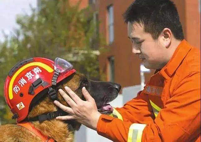 汶川地震"英雄警犬"沈虎:靠压缩饼干支撑救出15人,后来怎么样了