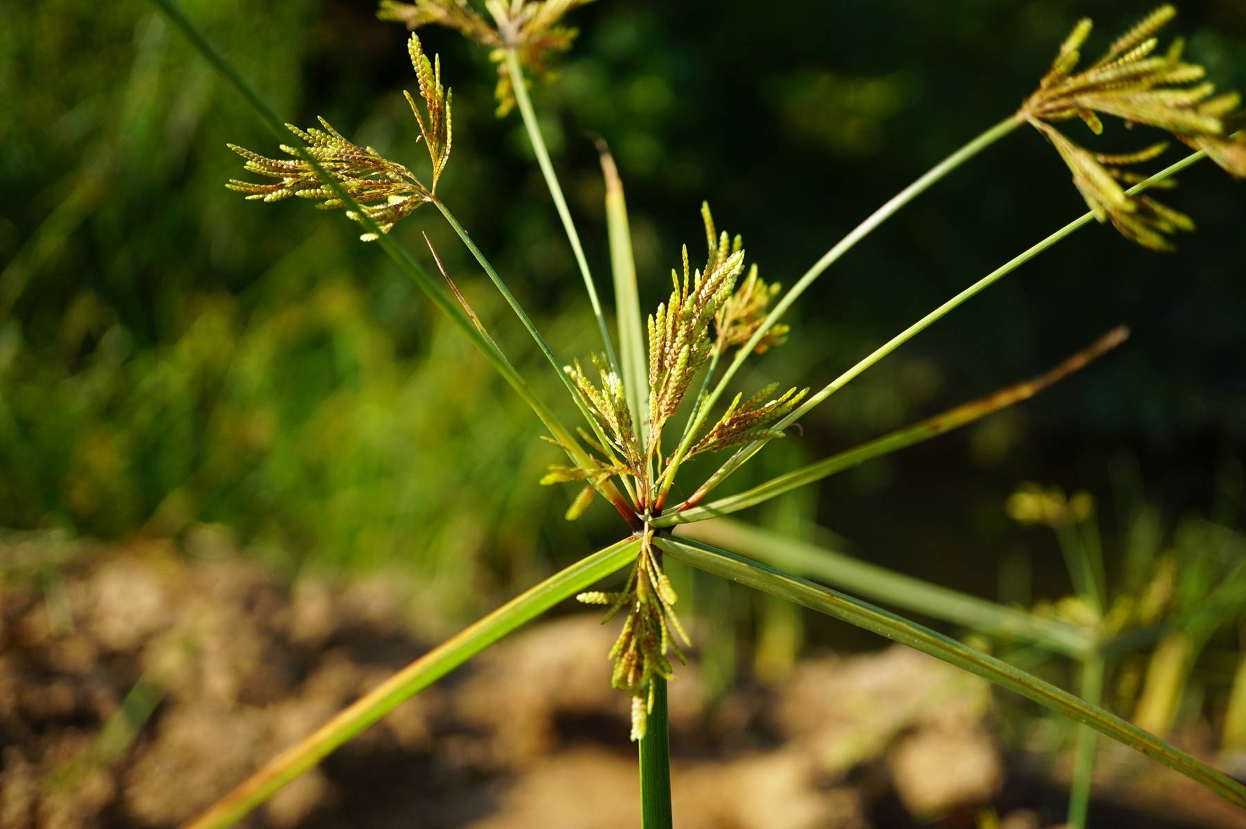 我见到的山东本土植物和园林栽培植物(230)碎米莎草