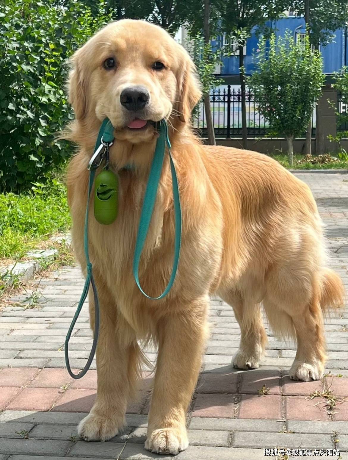 无锡买金毛犬首页网站(无锡新吴区)买金毛犬的地方