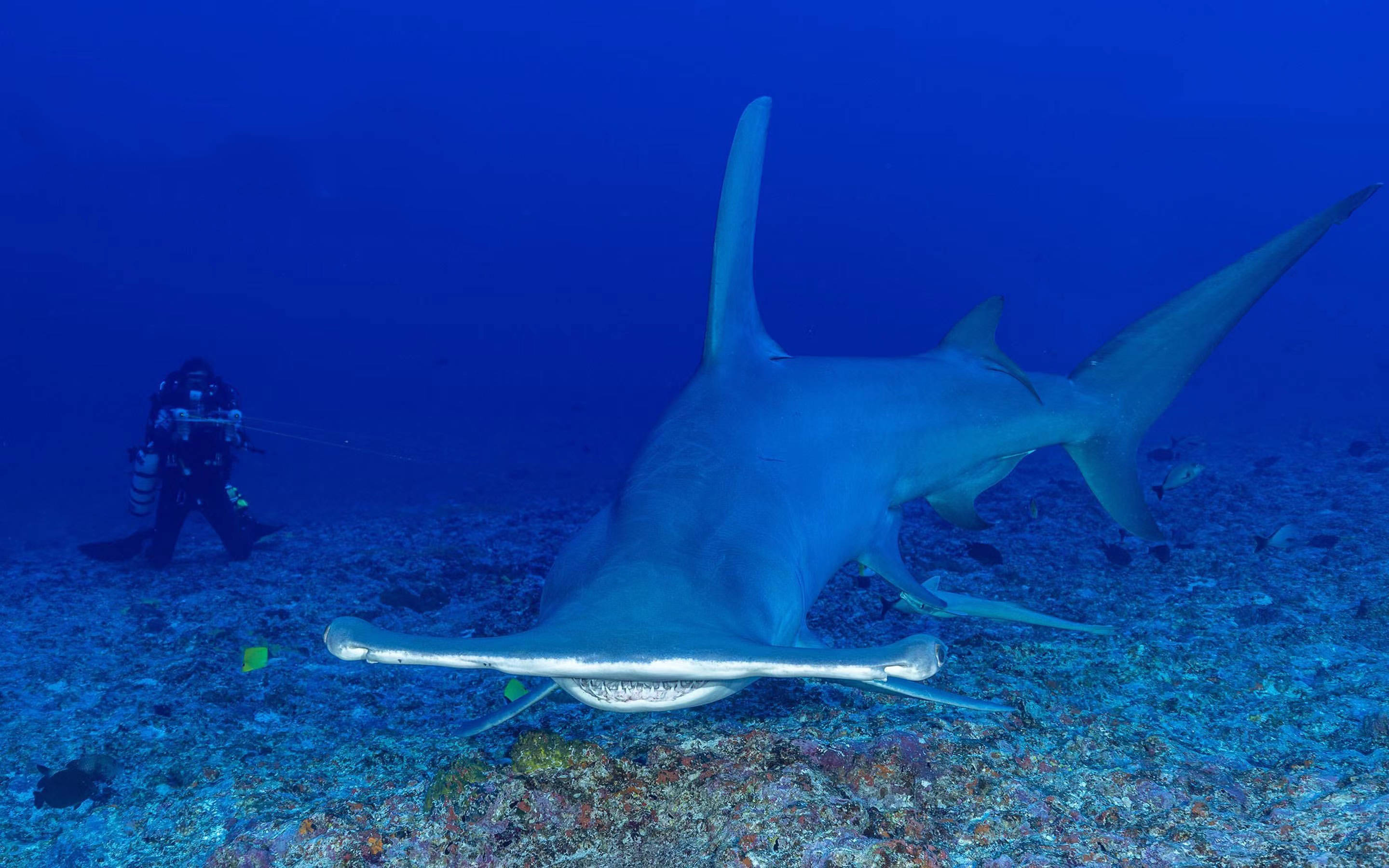 奢侈品媒体讯:在法属波利尼西亚的清澈海域,一群神秘的双髻鲨悠然游弋