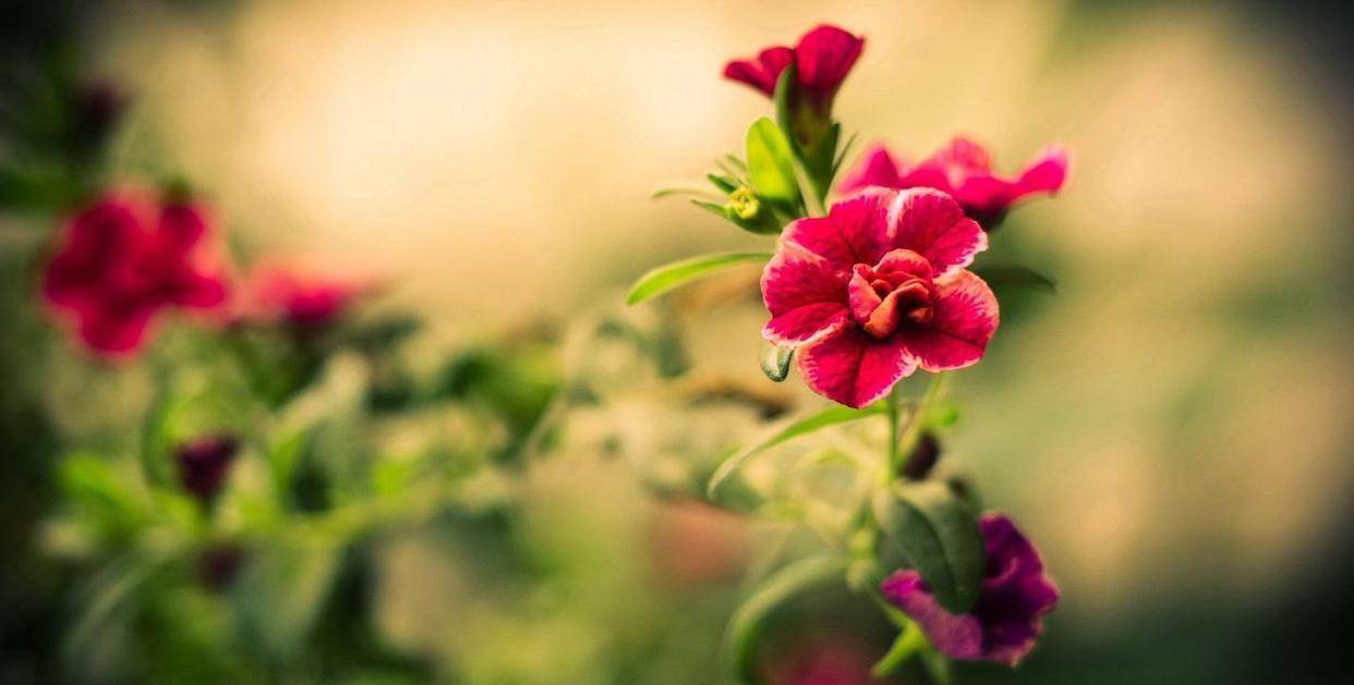 (看完顿悟)_生活_因为_红豆