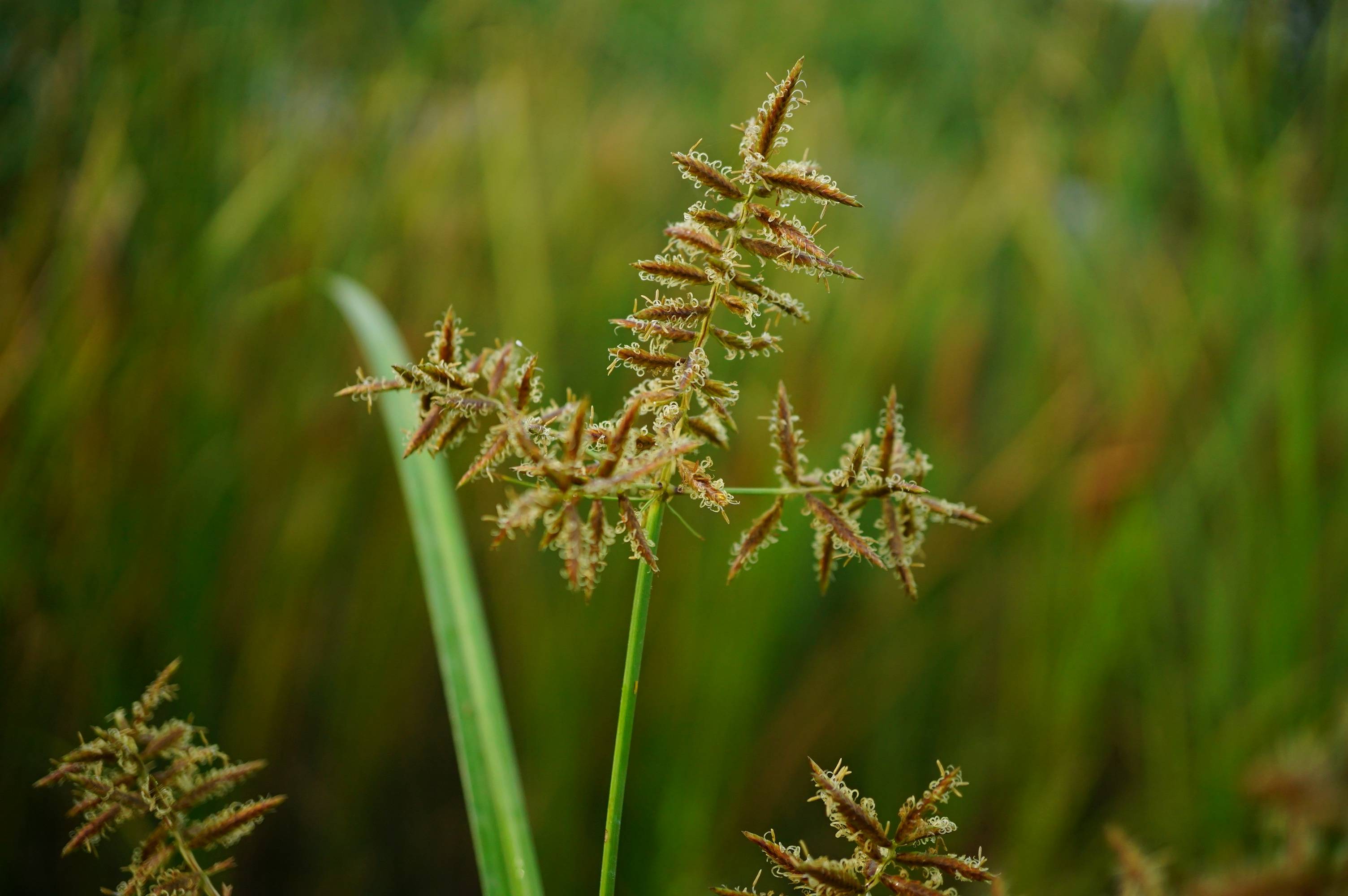 里的"水莎草"别名,三棱草;来源: 莎草科藨草属植物扁秆荆三棱,以块茎