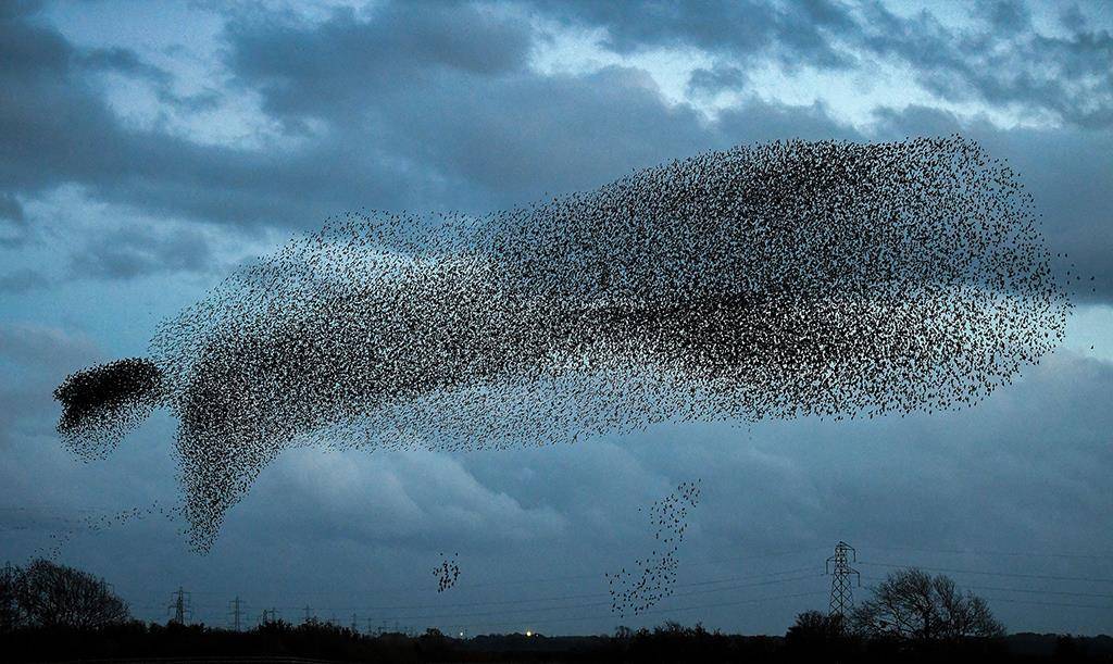 100年前放生60只鸟,如今每年造成10亿美元损失,百姓有苦说不出