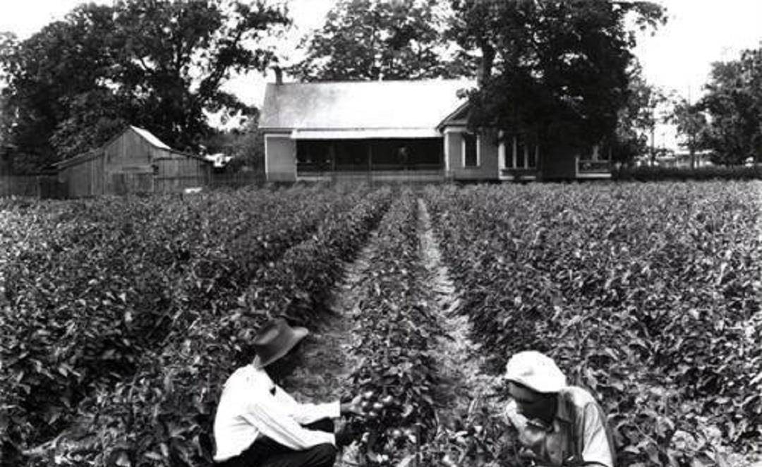 生活在棉花种植园的黑奴,总经历摘棉花,吃猪肉,啃西瓜和挨鞭子