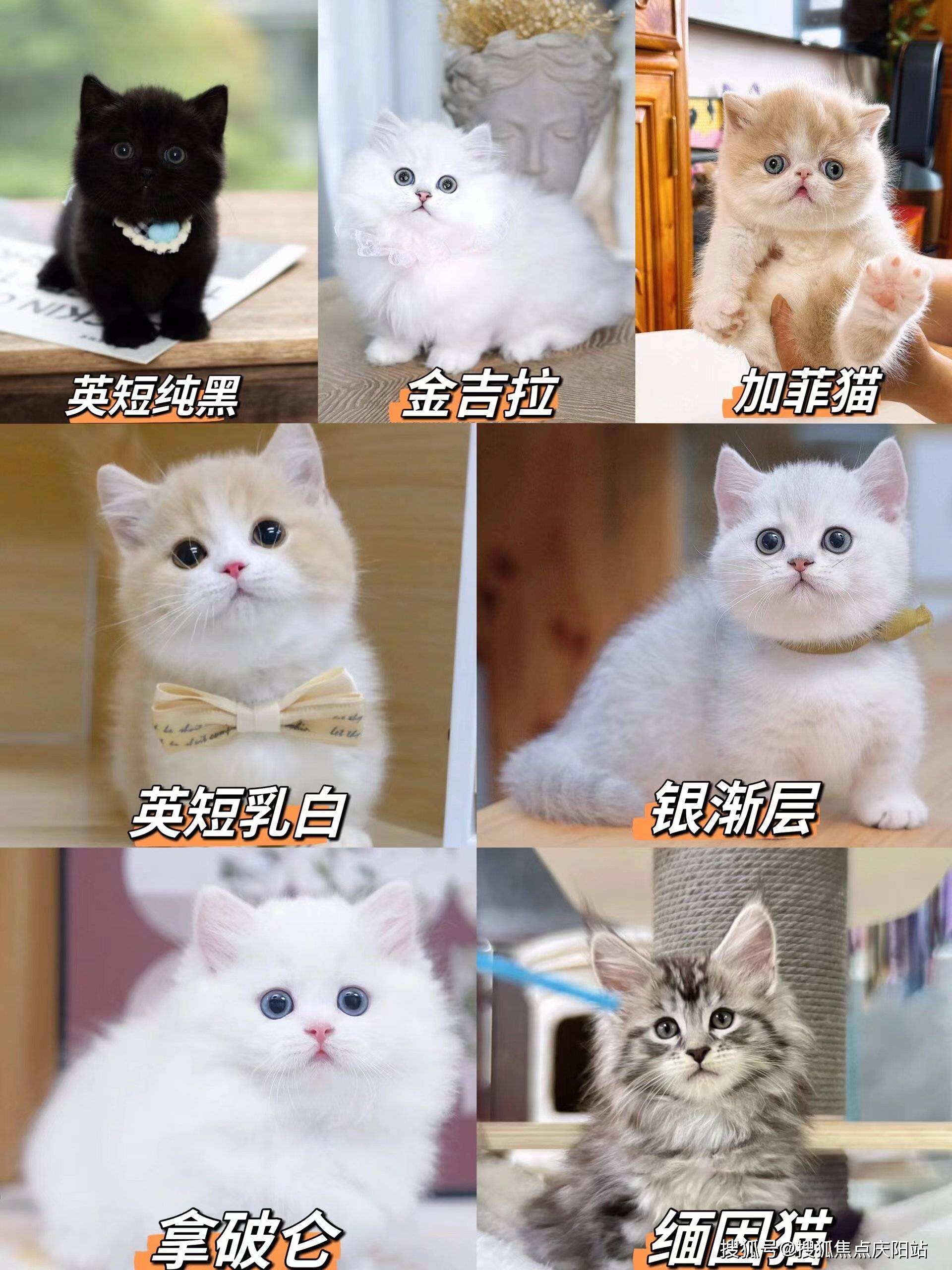 合肥买银渐层猫首页网站(合肥瑶海区)买银渐层猫在哪里买靠谱又便宜