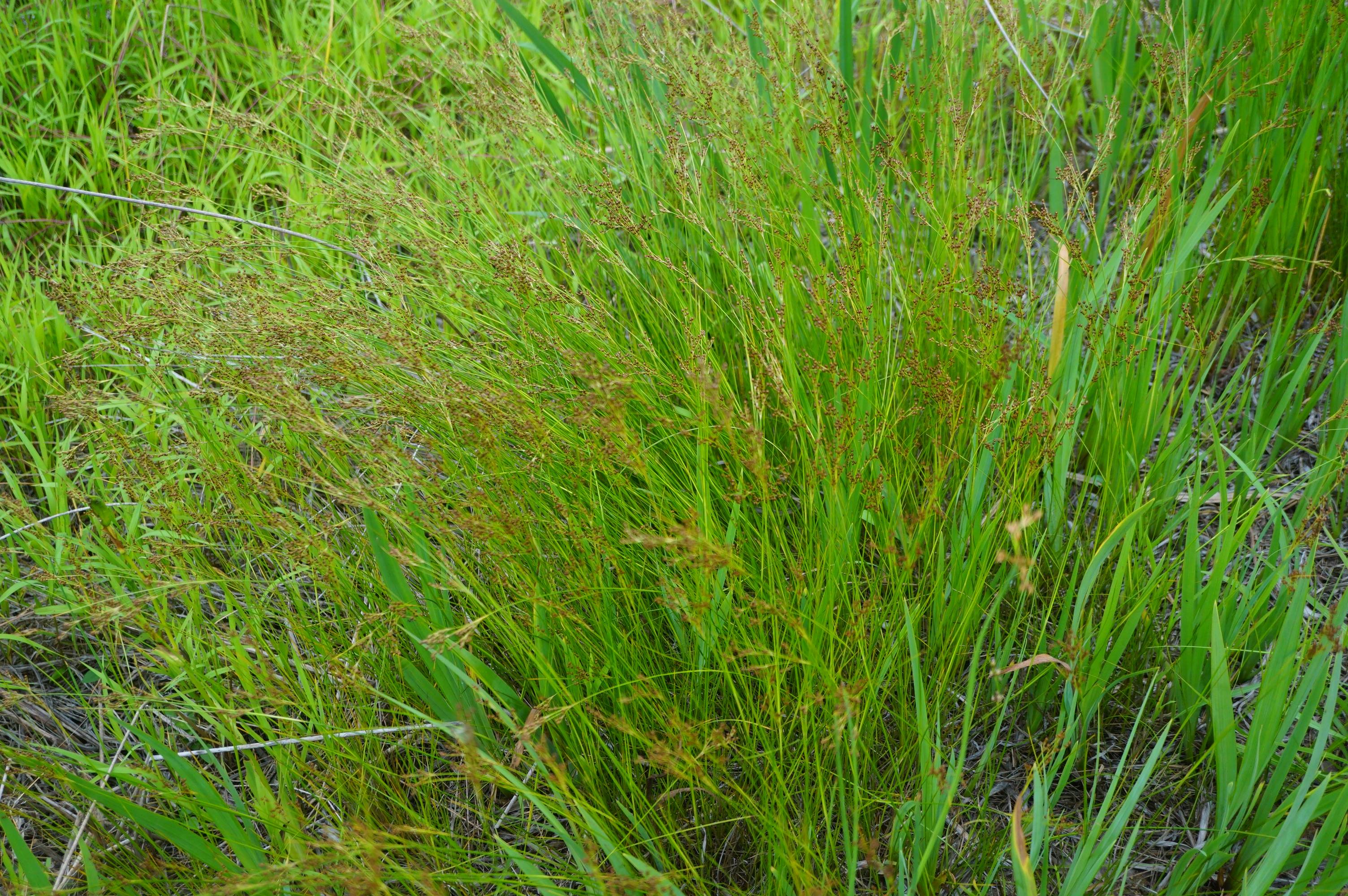 我见到的山东本土植物和园林栽培植物(258)洮南灯芯草?