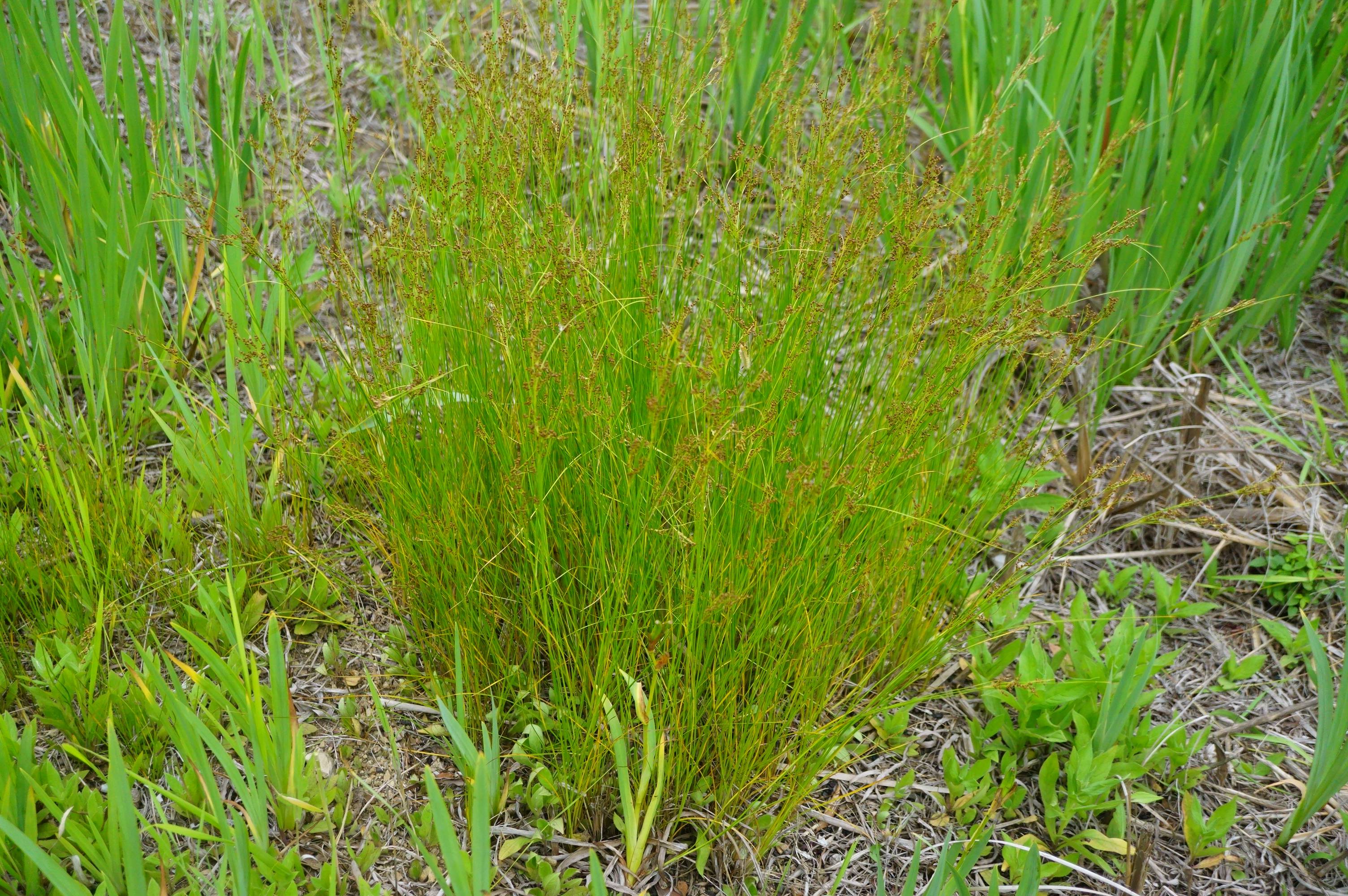 我见到的山东本土植物和园林栽培植物(258)洮南灯芯草?