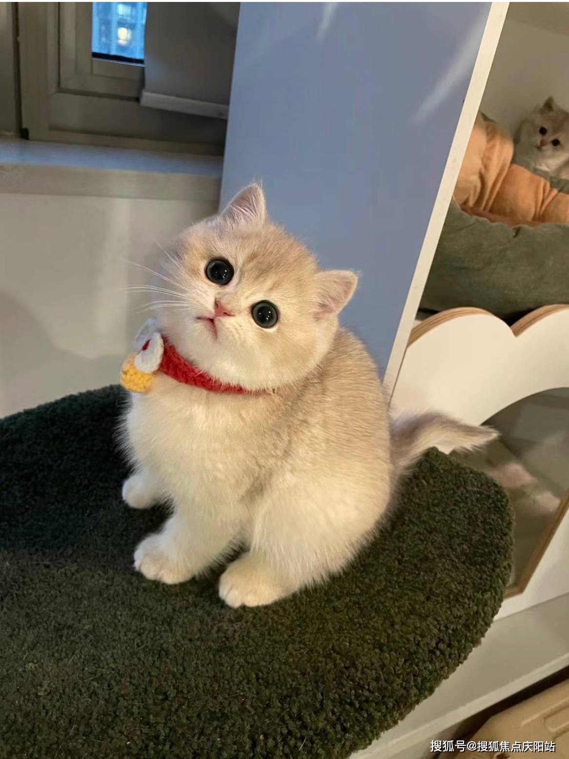 武汉买英短蓝金猫首页网站(武汉硚口区)买英短蓝金猫的宠物店哪家口碑