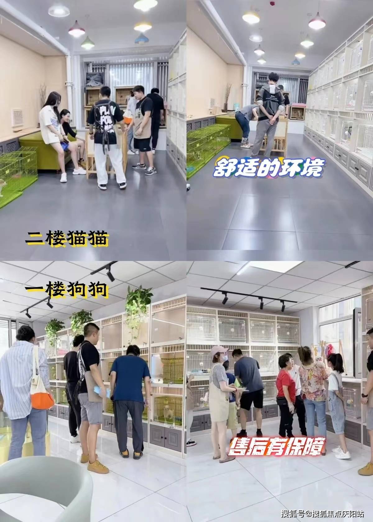 北京朝阳区养和路21号旁,正规犬舍猫舍基地,找宠物,就来这里,北京看