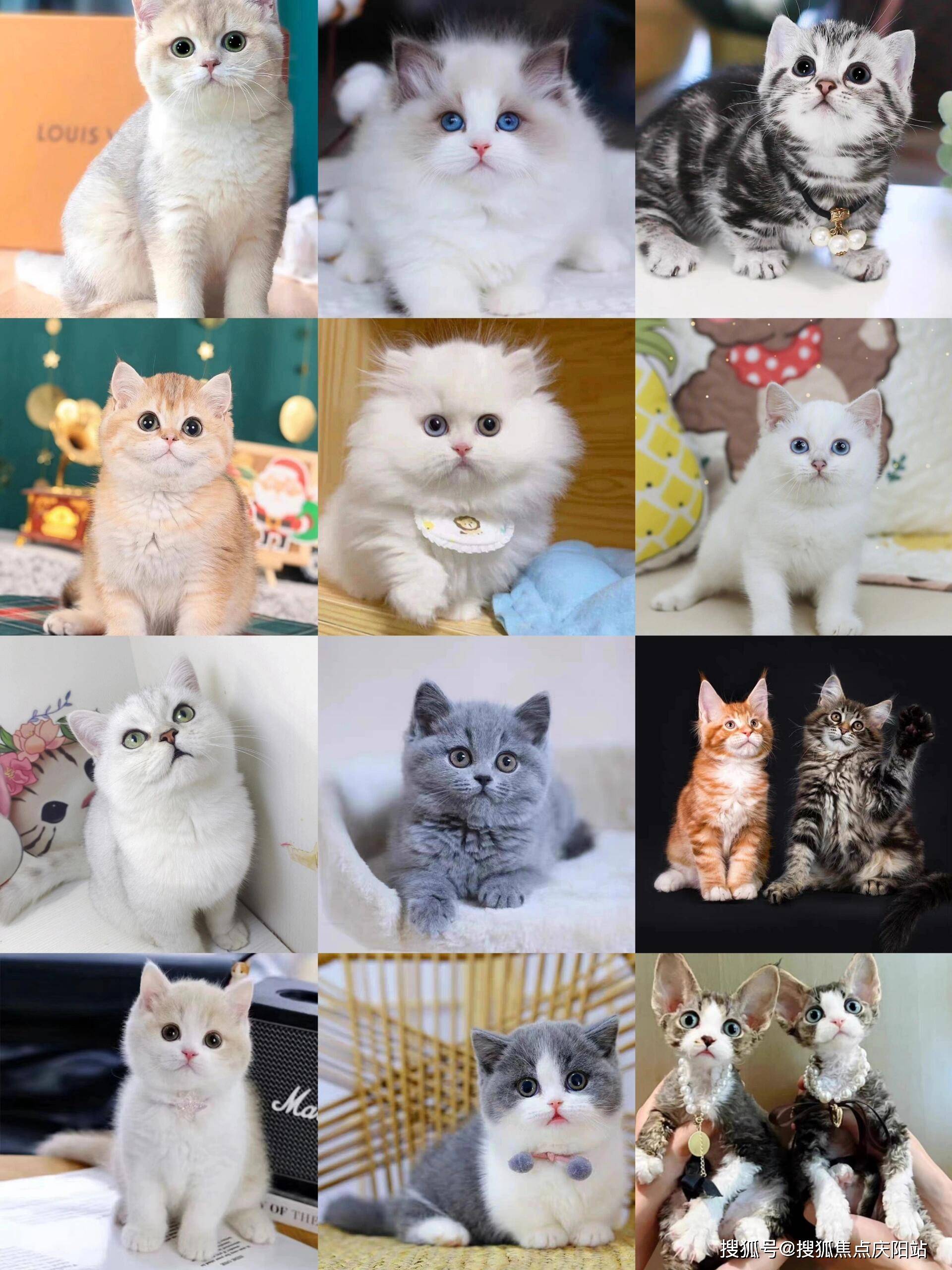 长沙买英短蓝猫首页网站(长沙岳麓区)买英短蓝猫的宠物店哪家口碑好