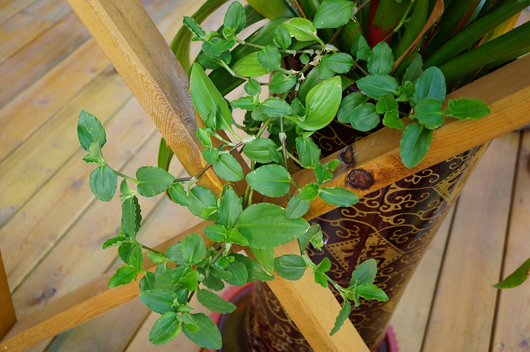 我见到的山东本土植物和园林栽培植物(266)饭包草