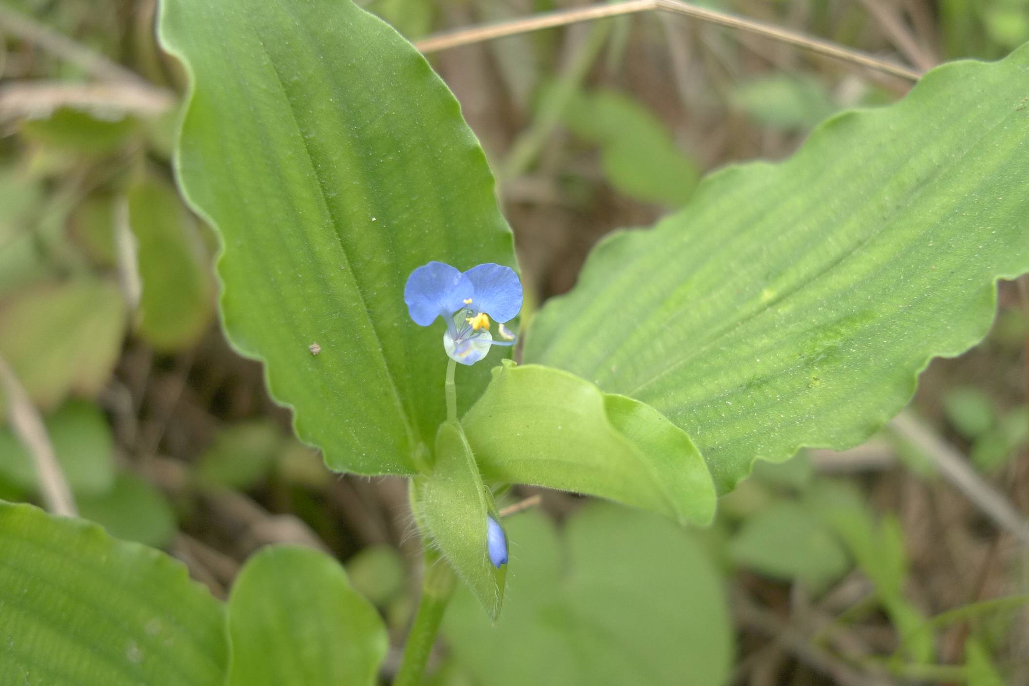 我见到的山东本土植物和园林栽培植物