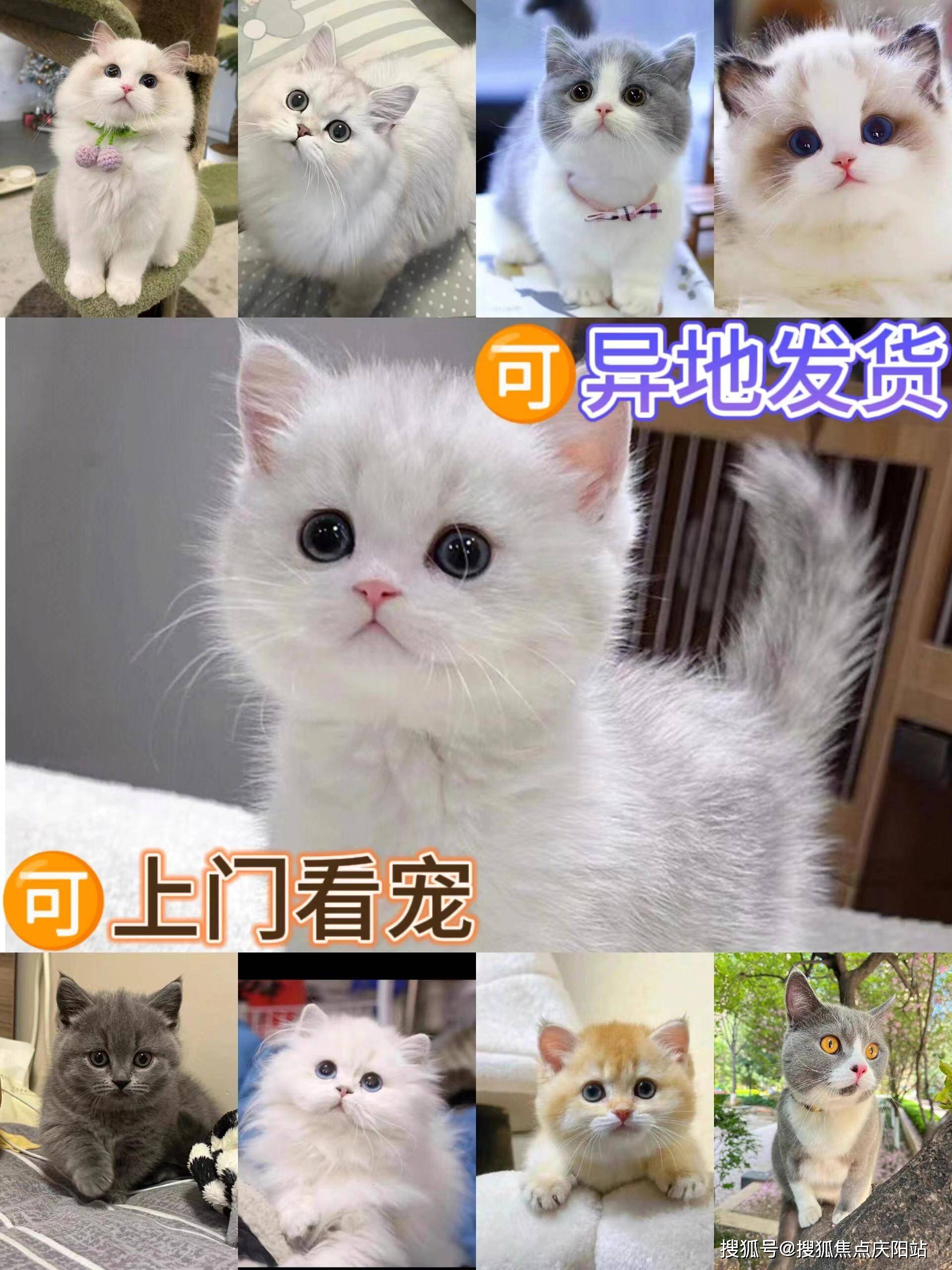 温州买美短起司猫首页网站(温州鹿城区)哪家宠物店有卖美短起司猫的