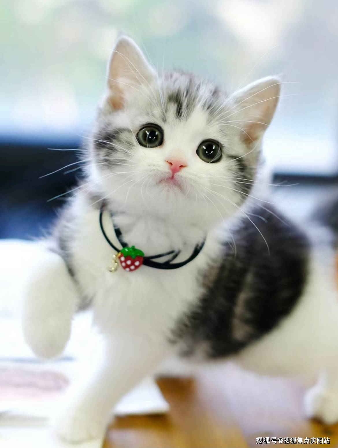 上海买美短起司猫首页网站(上海浦东新区)哪家宠物店买美短起司猫比较
