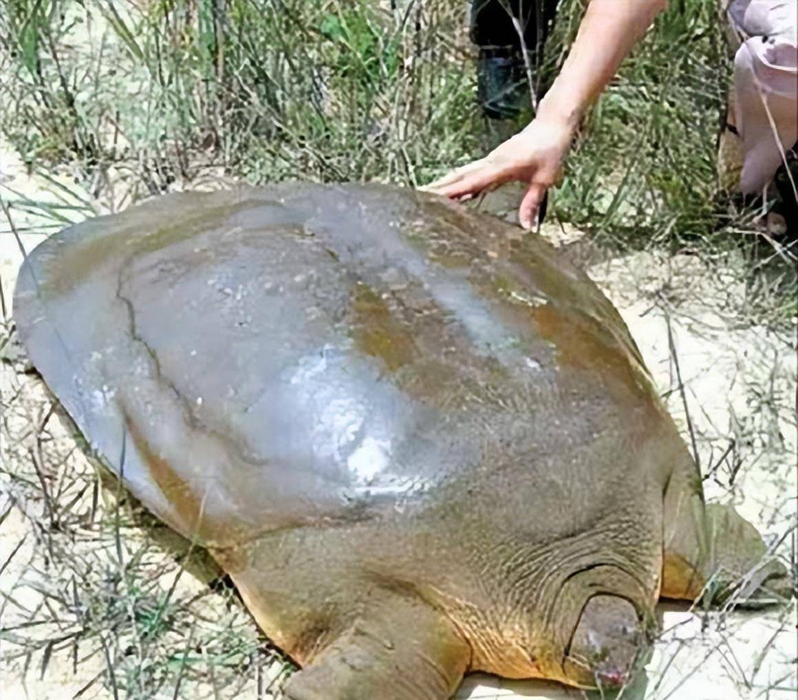 2003年河南老农钓到一只"乌龟",背上插4支箭,估值超过18亿