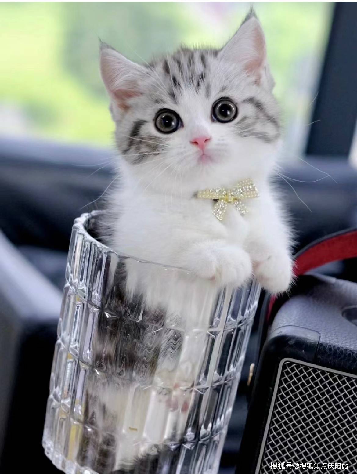 常州买美短起司猫首页网站(常州新北区)买美短起司