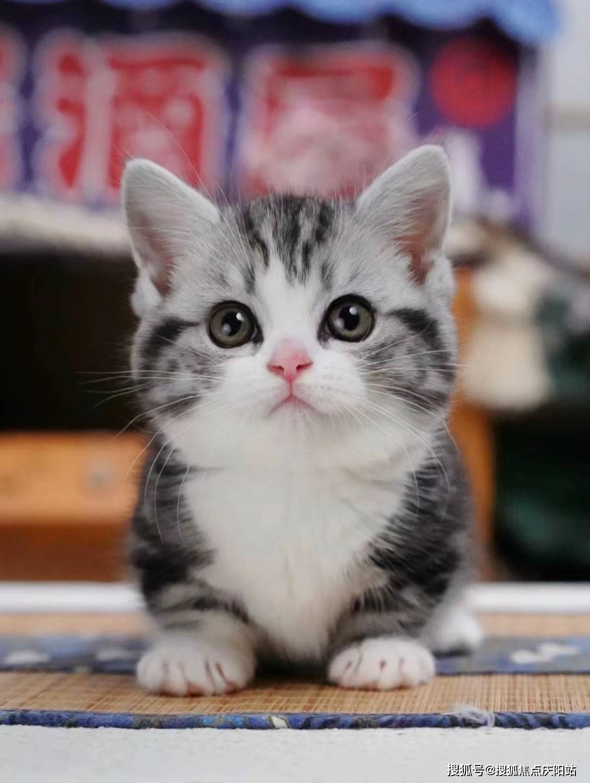 厦门买美短起司猫首页网站(厦门海沧区)哪家宠物店有卖美短起司猫的