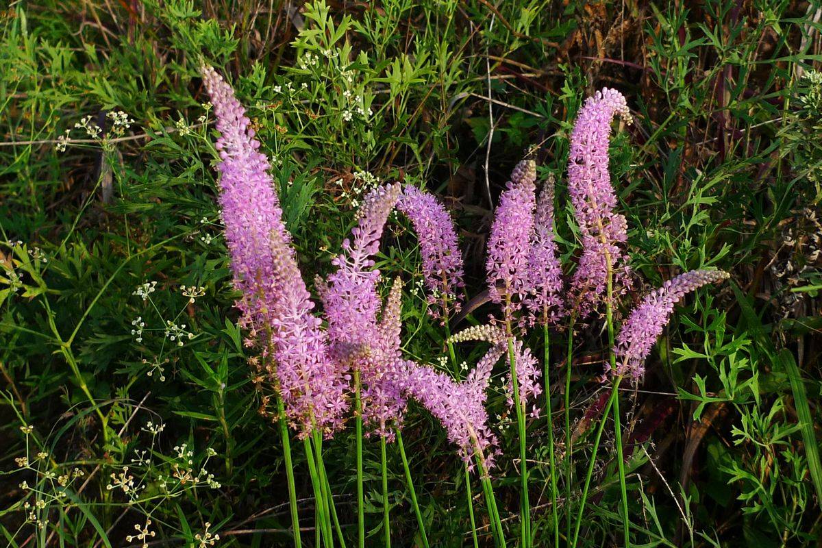我见到的山东本土植物和园林栽培植物(278)绵枣儿