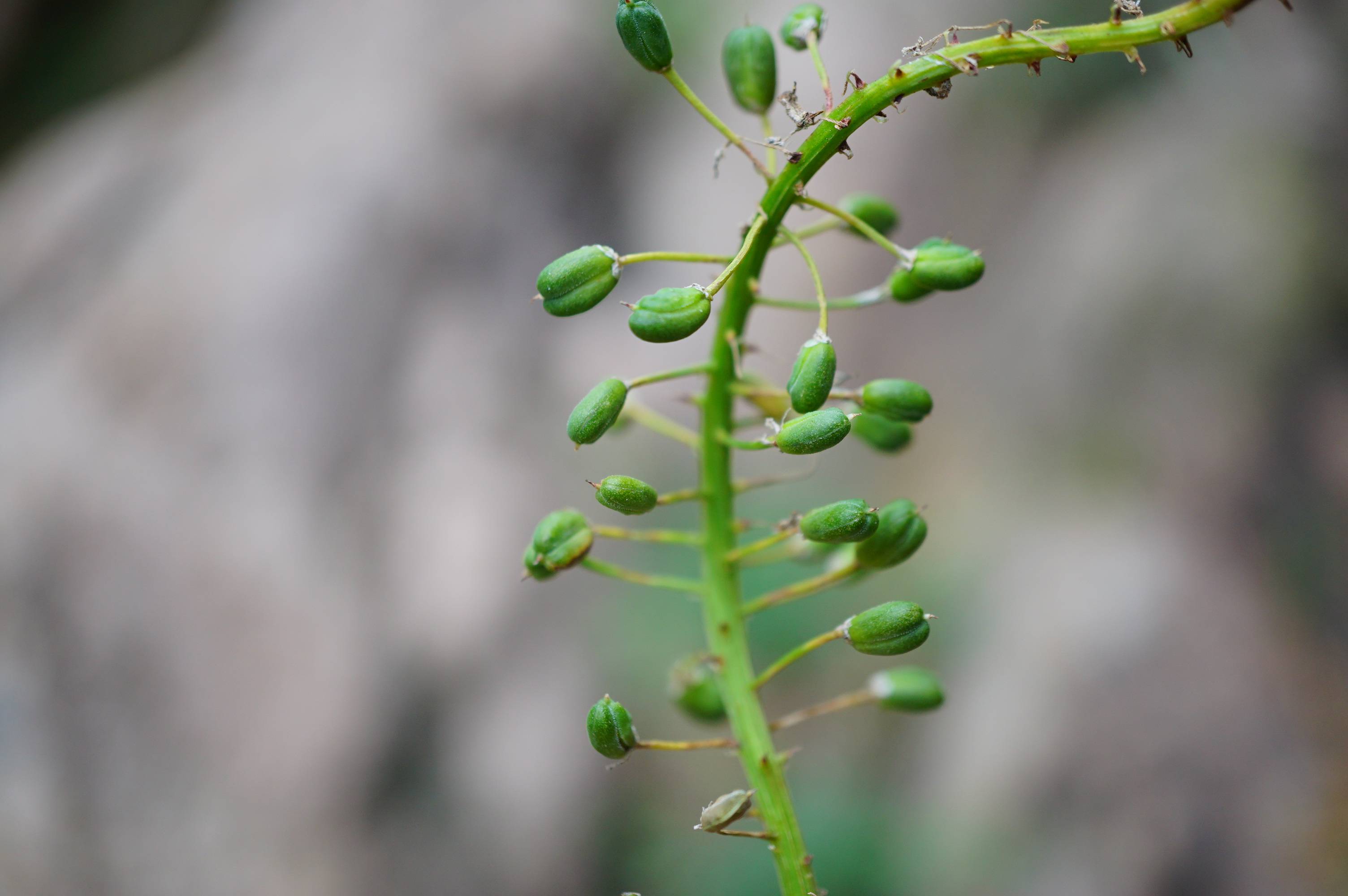 我见到的山东本土植物和园林栽培植物(278)绵枣儿