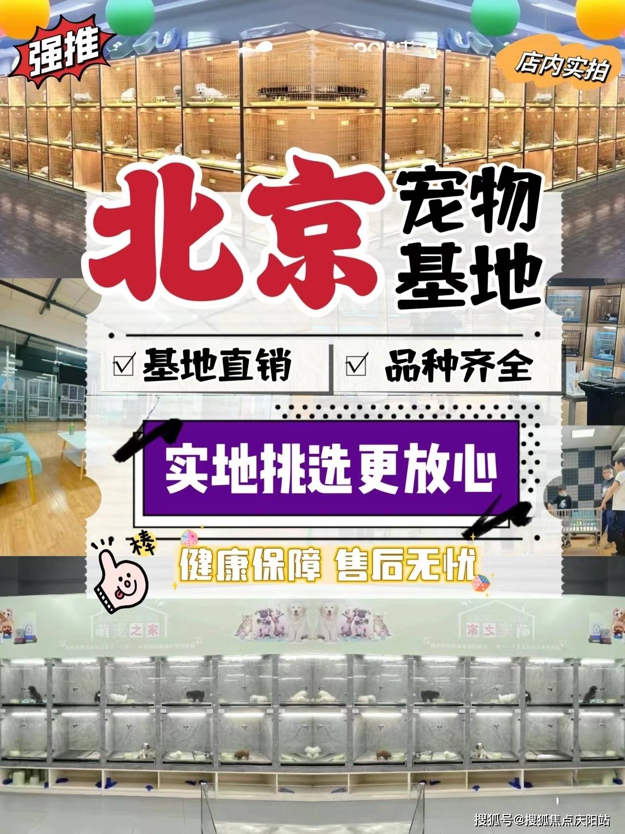 北京朝阳区哪里有卖比熊犬的地方 【北京福安家宠物店】欢迎您