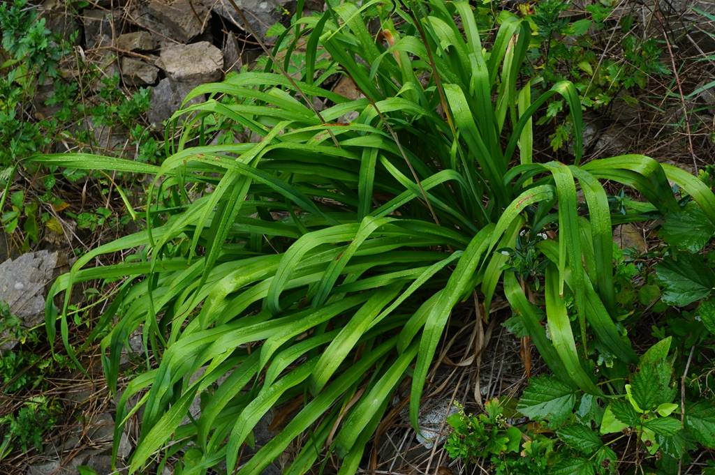 我见到的山东本土植物和园林栽培植物(284)黄花菜