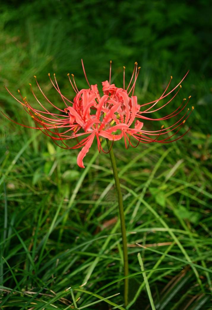 石蒜开花前的样子图片