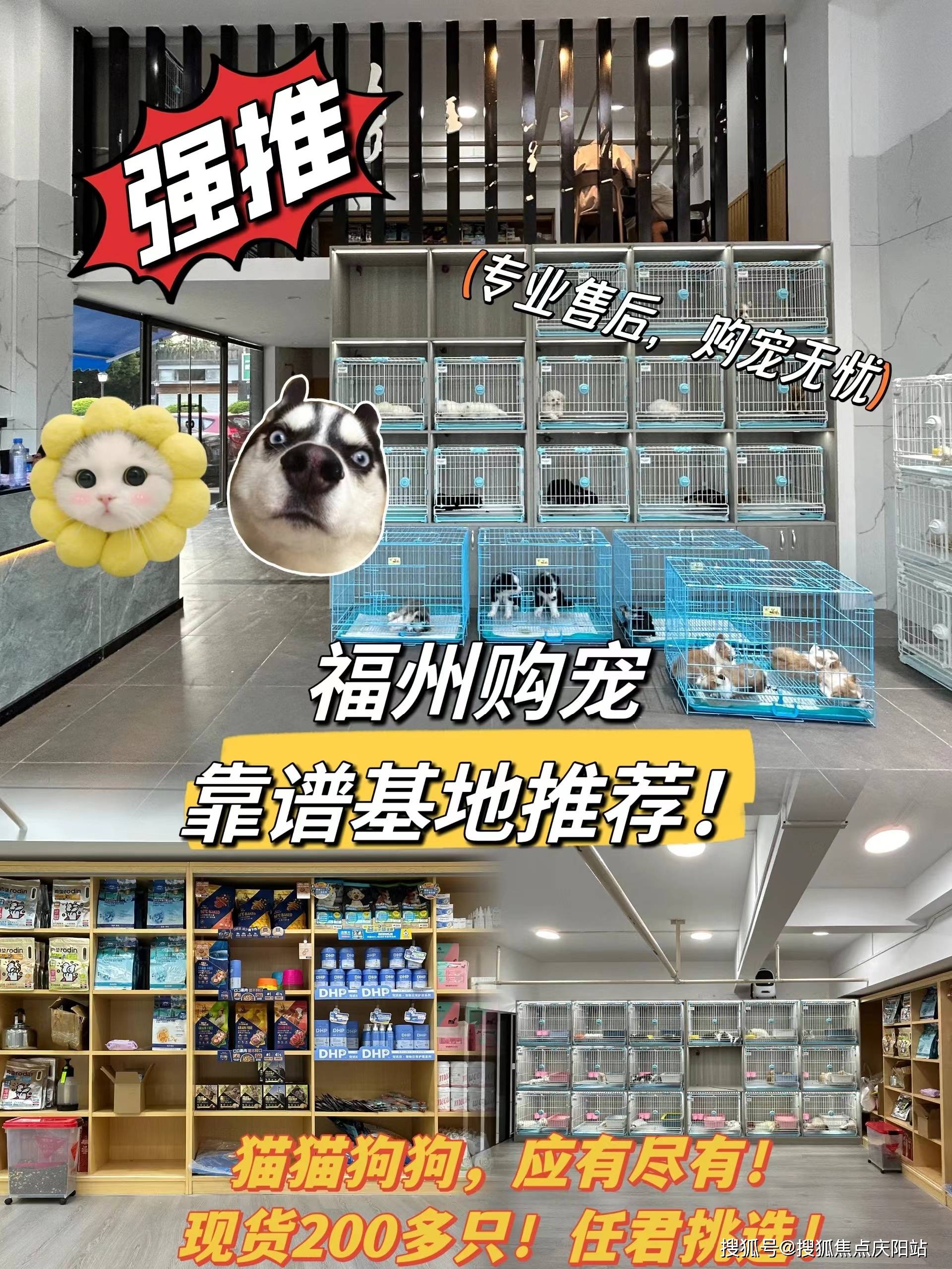 福州仓山区哪里有卖博美犬的宠物市场丨福州买博美犬首页网站