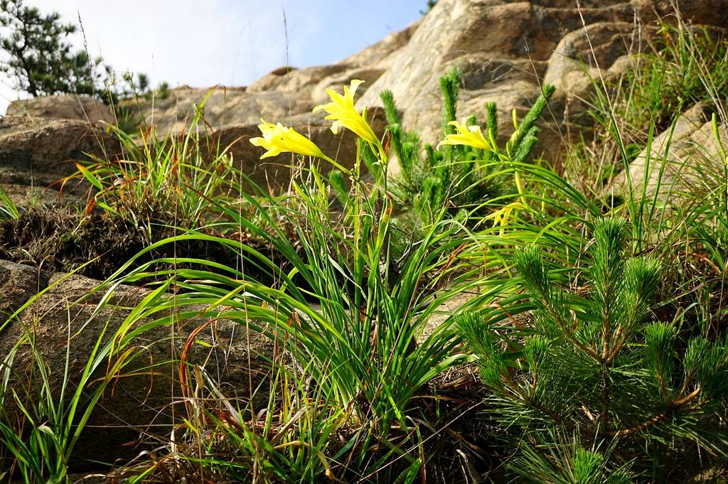 我见到的山东本土植物和园林栽培植物(284)黄花菜