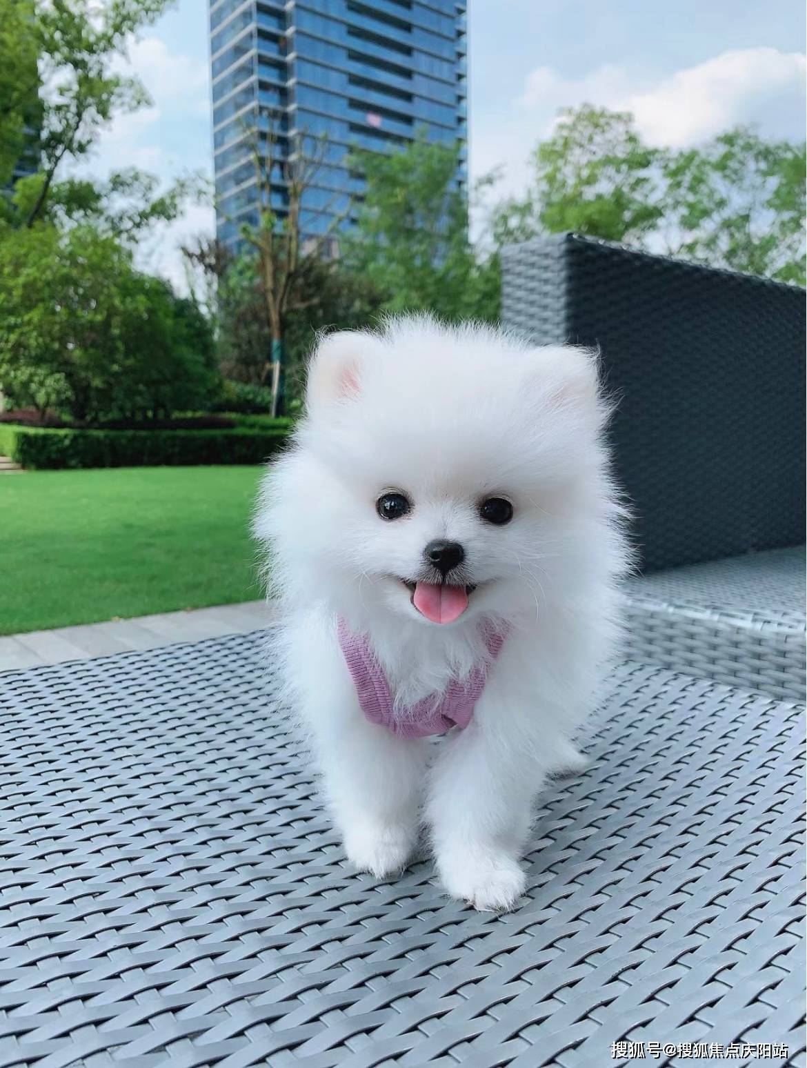 博美犬首页网站(南京雨花台区)哪里有卖博美犬的地方_福安_宠物_狗狗