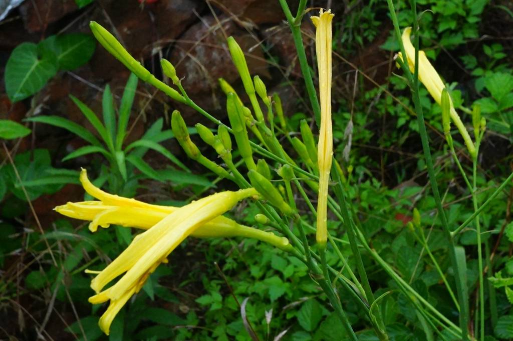我见到的山东本土植物和园林栽培植物(284)黄花菜