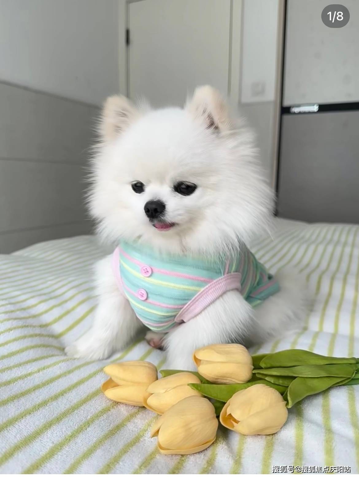 深圳买博美犬首页网站(深圳南山区)买博美犬哪里比较安全