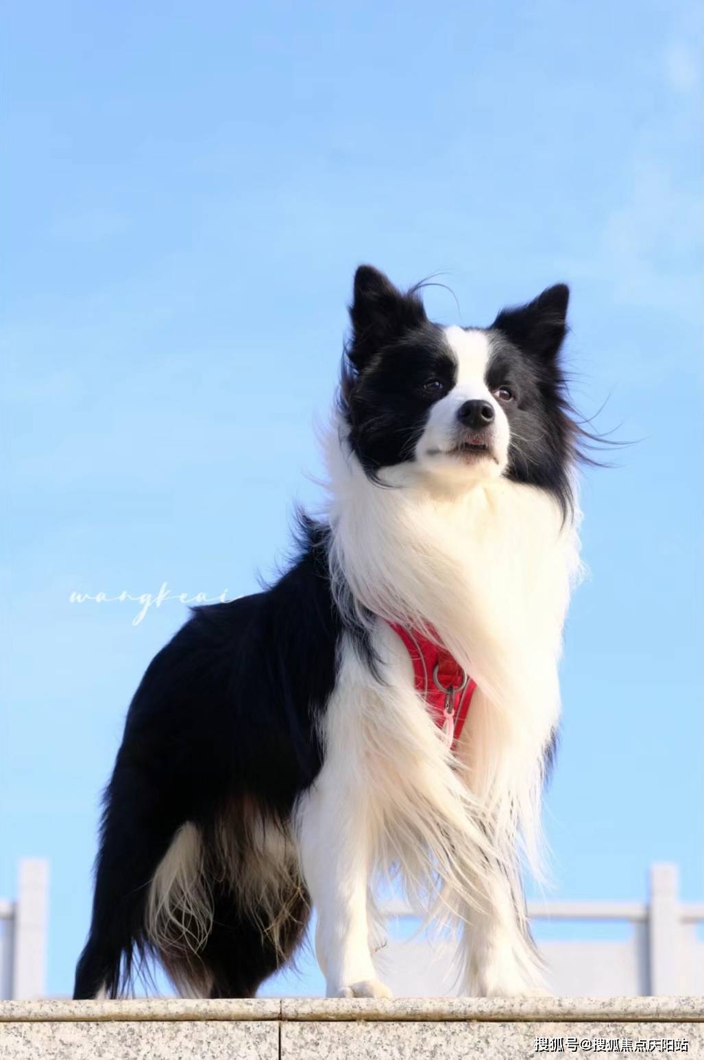 深圳买边牧犬首页网站(深圳南山区)哪里可以买到品相好的边牧犬
