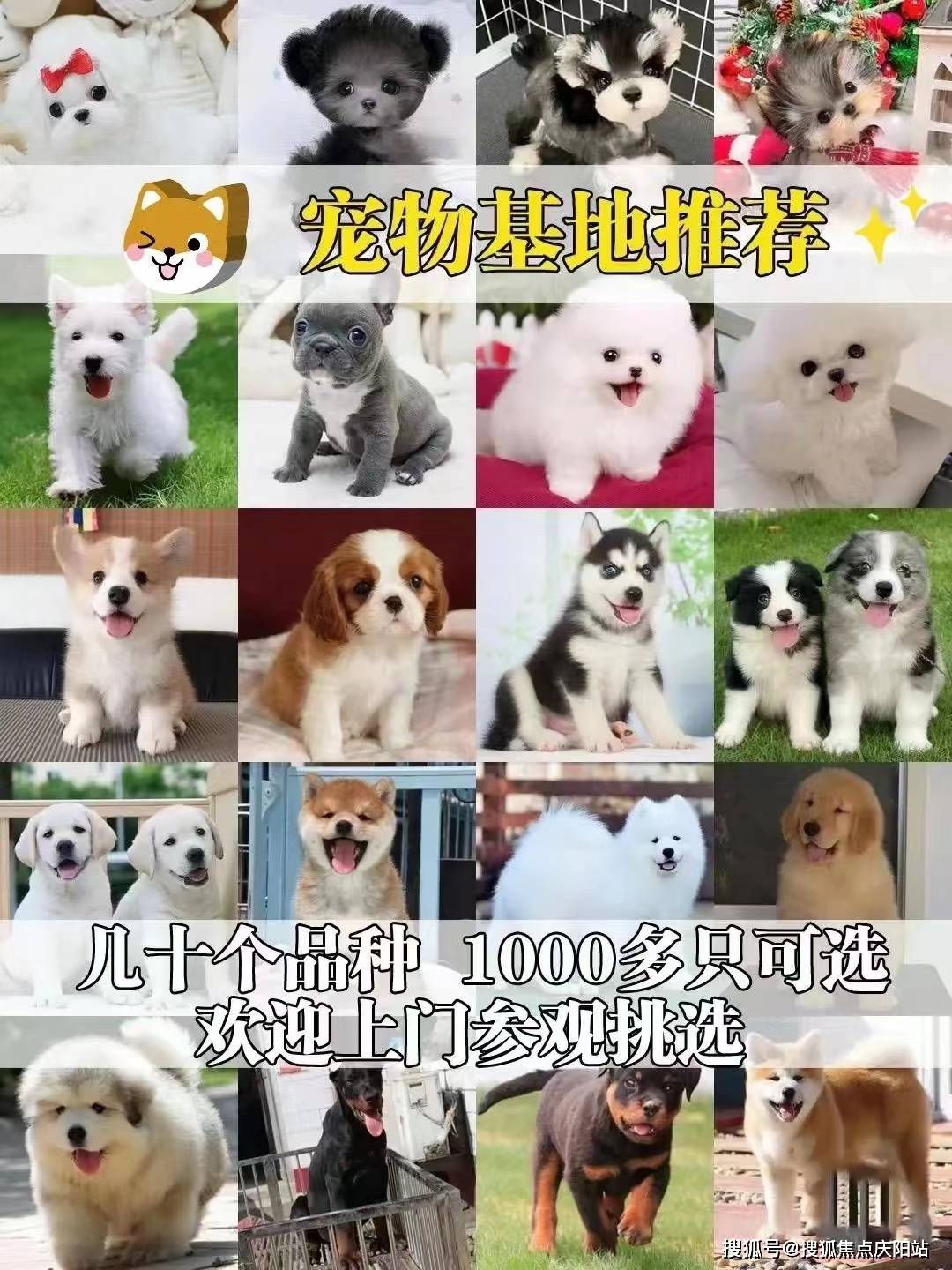 杭州买萨摩耶犬首页网站