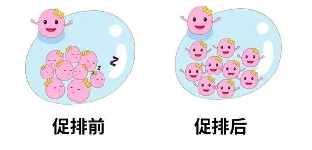 专家认为,在月经来临的第2-5天左右开始服用促排卵药物效果相对较好