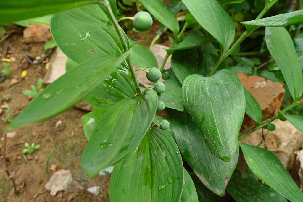 我见到的山东本土植物和园林栽培植物(303)玉竹