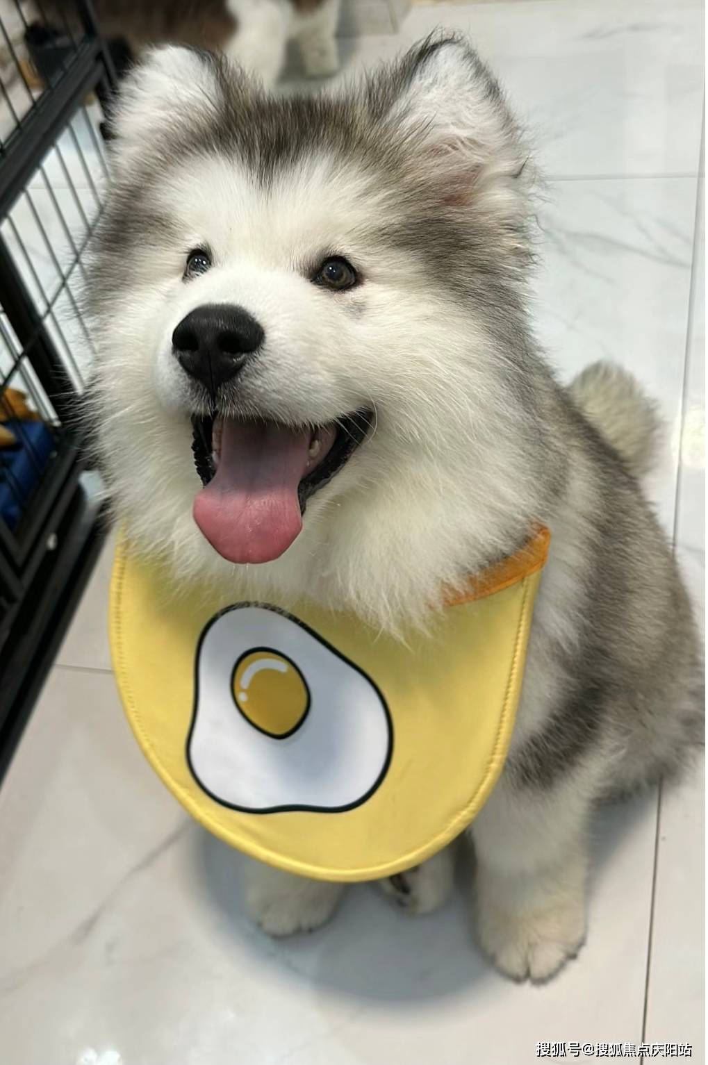 上海买阿拉斯加犬首页网站(上海闵行区)哪家宠物店有卖阿拉斯加犬的