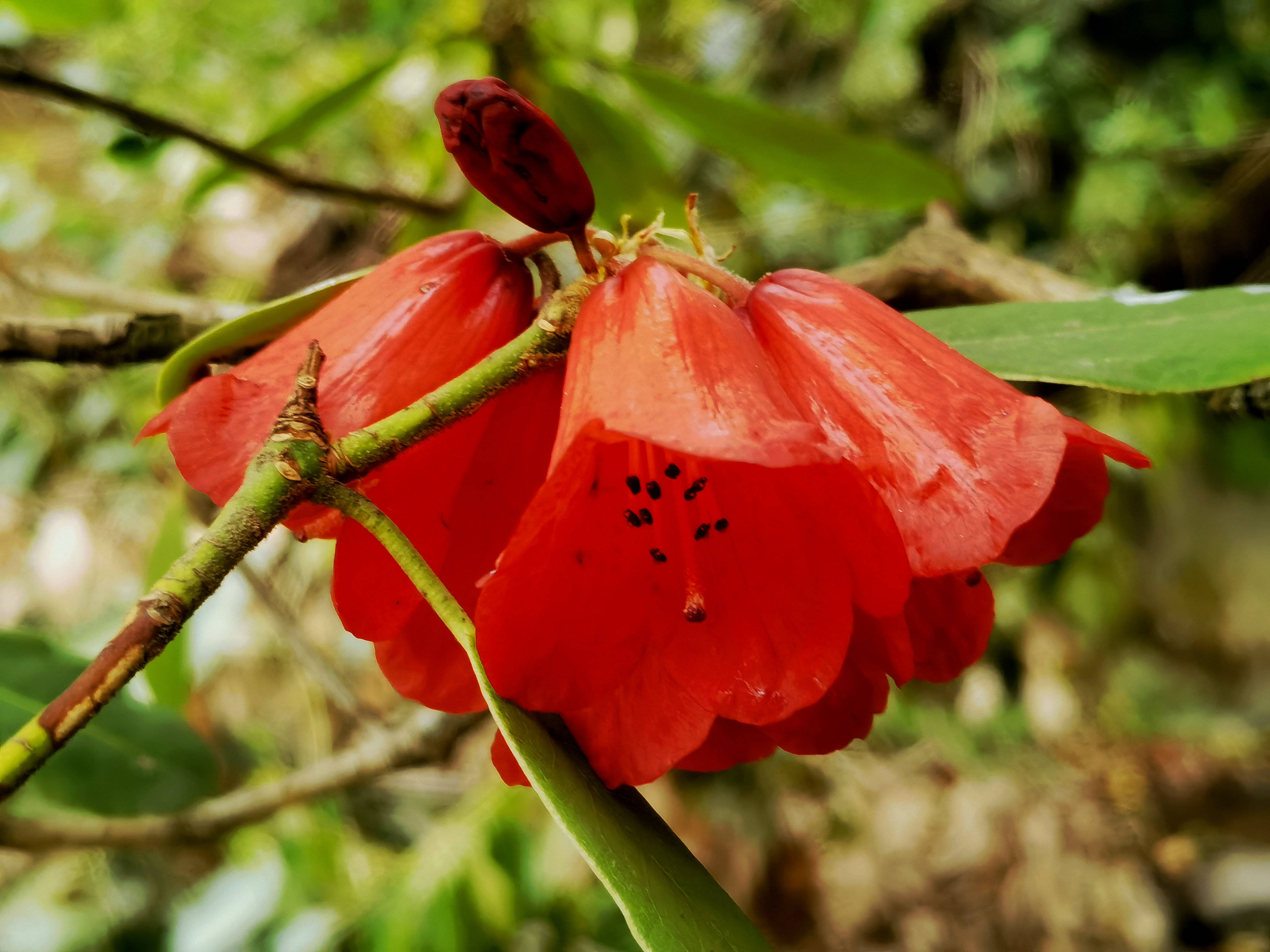 "会东杜鹃"提前一个月绽放 目前已达近9千株