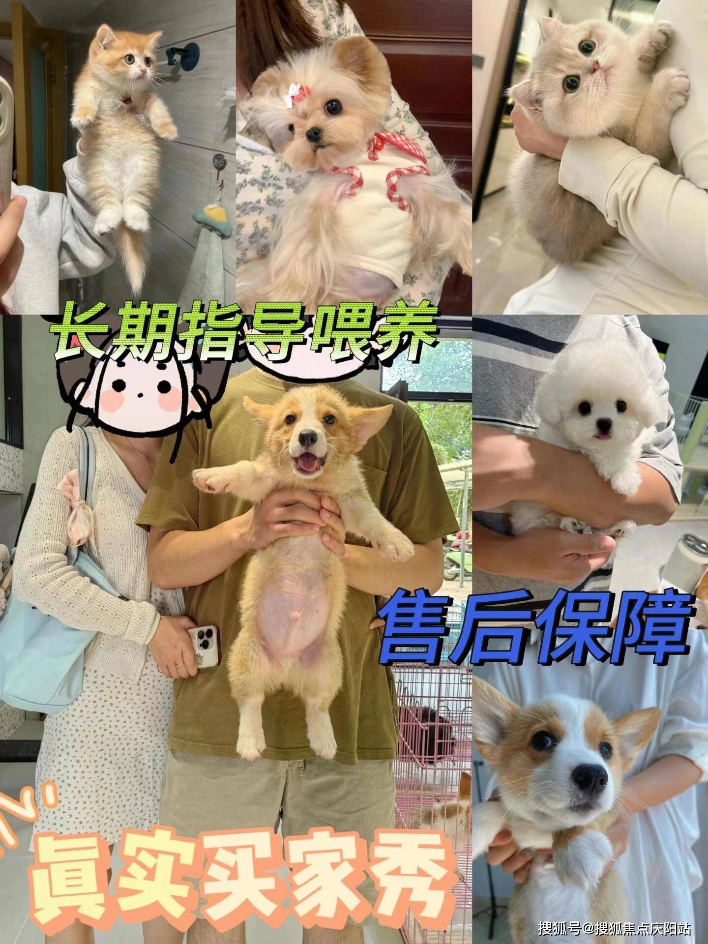 南京买阿拉斯加犬首页网站(南京雨花台区)阿拉斯加犬多少钱一只