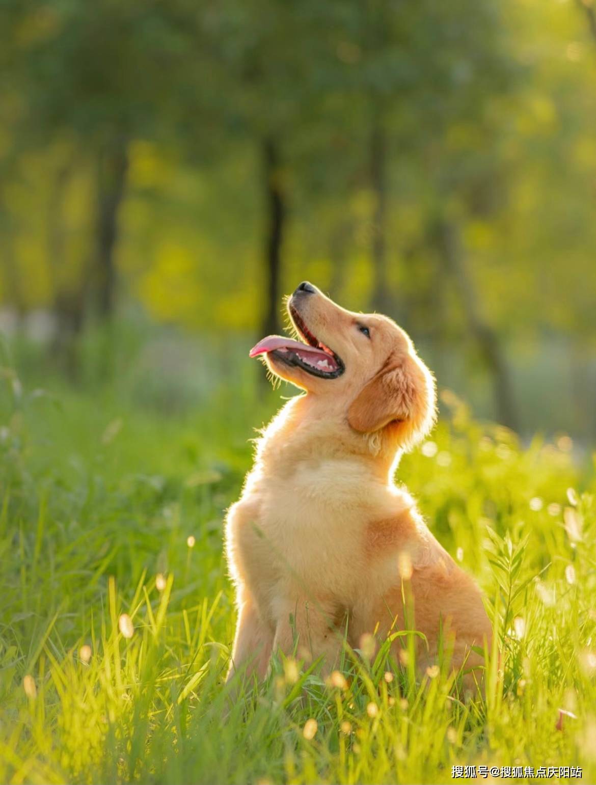 上海买金毛犬首页网站