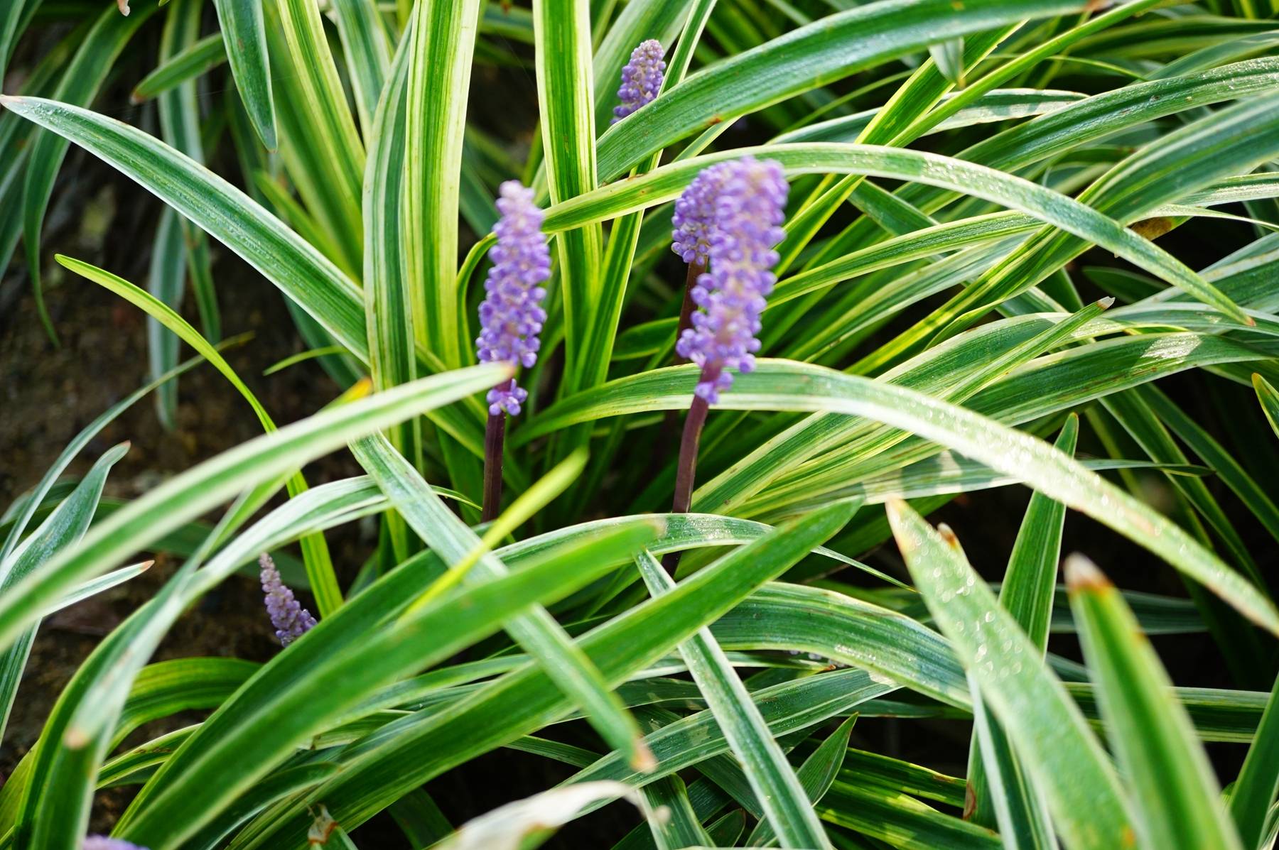 我见到的山东本土植物和园林栽培植物(306-1)金边阔叶山麦冬