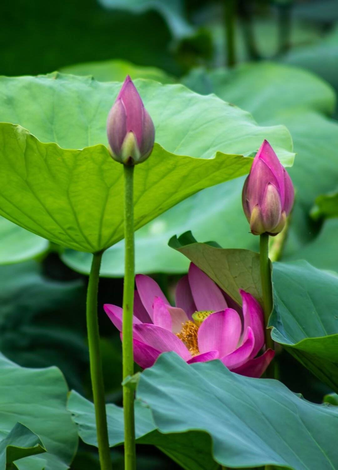 南门与北门处的一盆盆精品荷花或含苞待放,或悄然绽开.