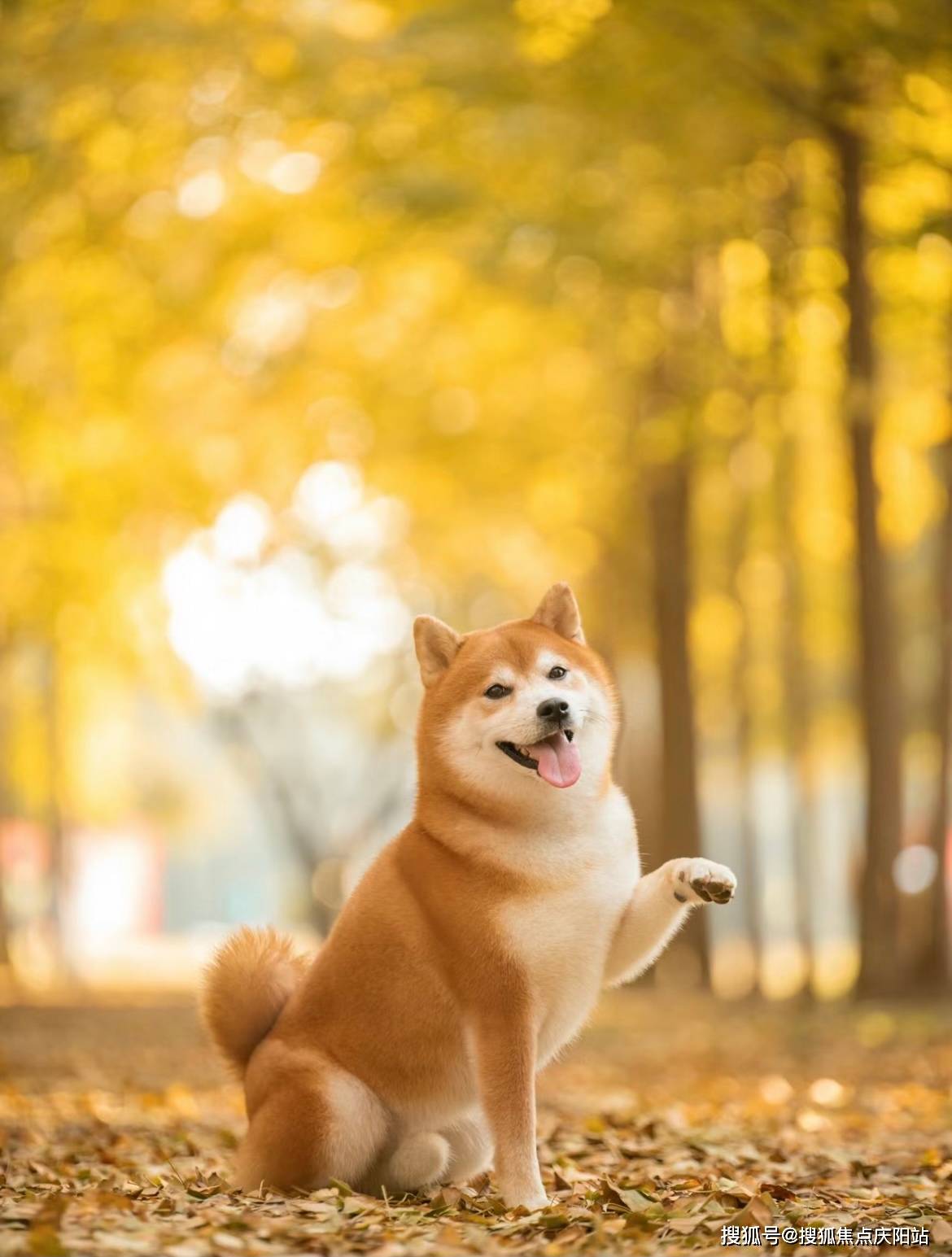 常州买柴犬首页网站