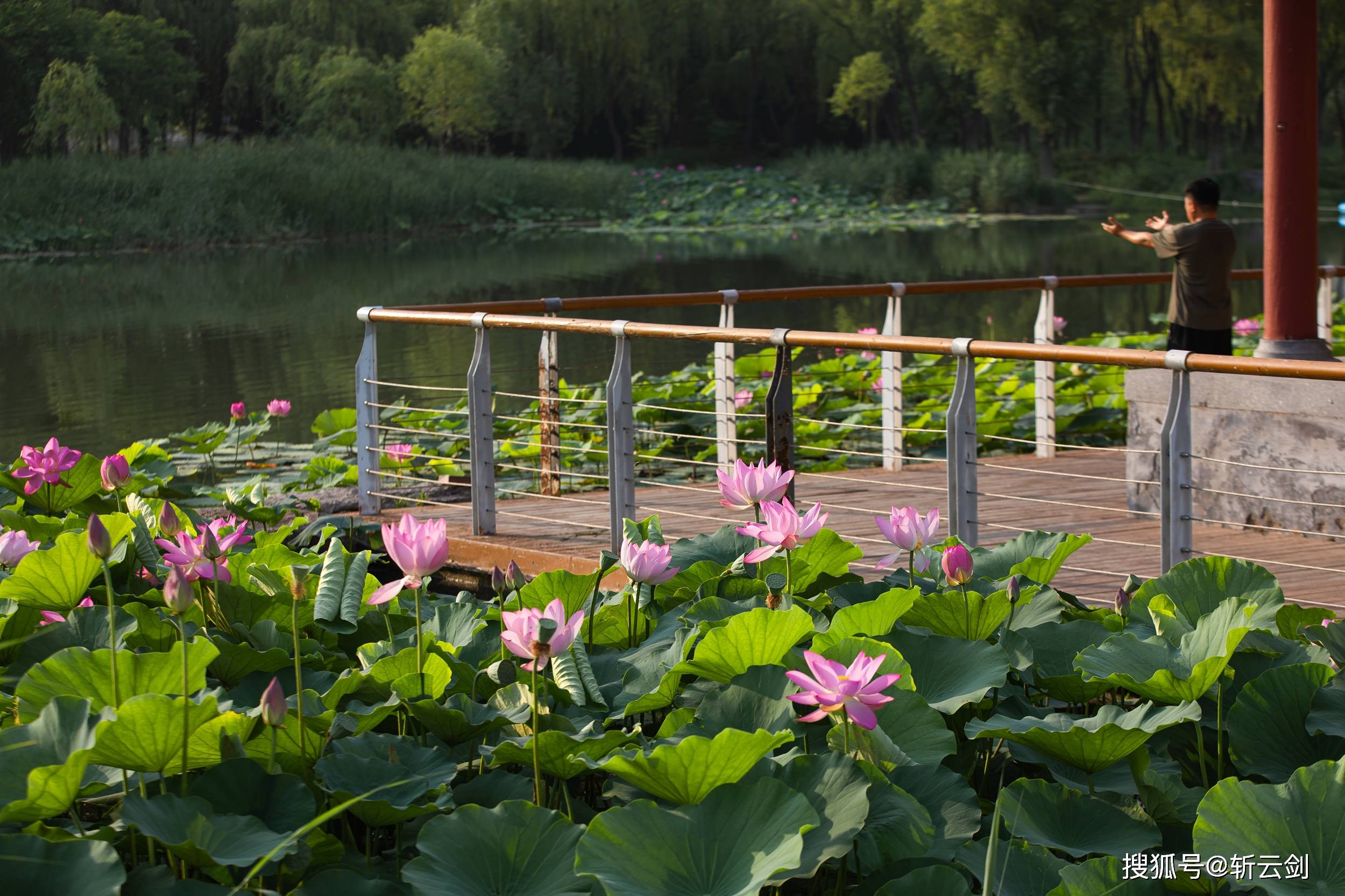 被称之为"小泉城"的章丘绣江河公园荷花开了