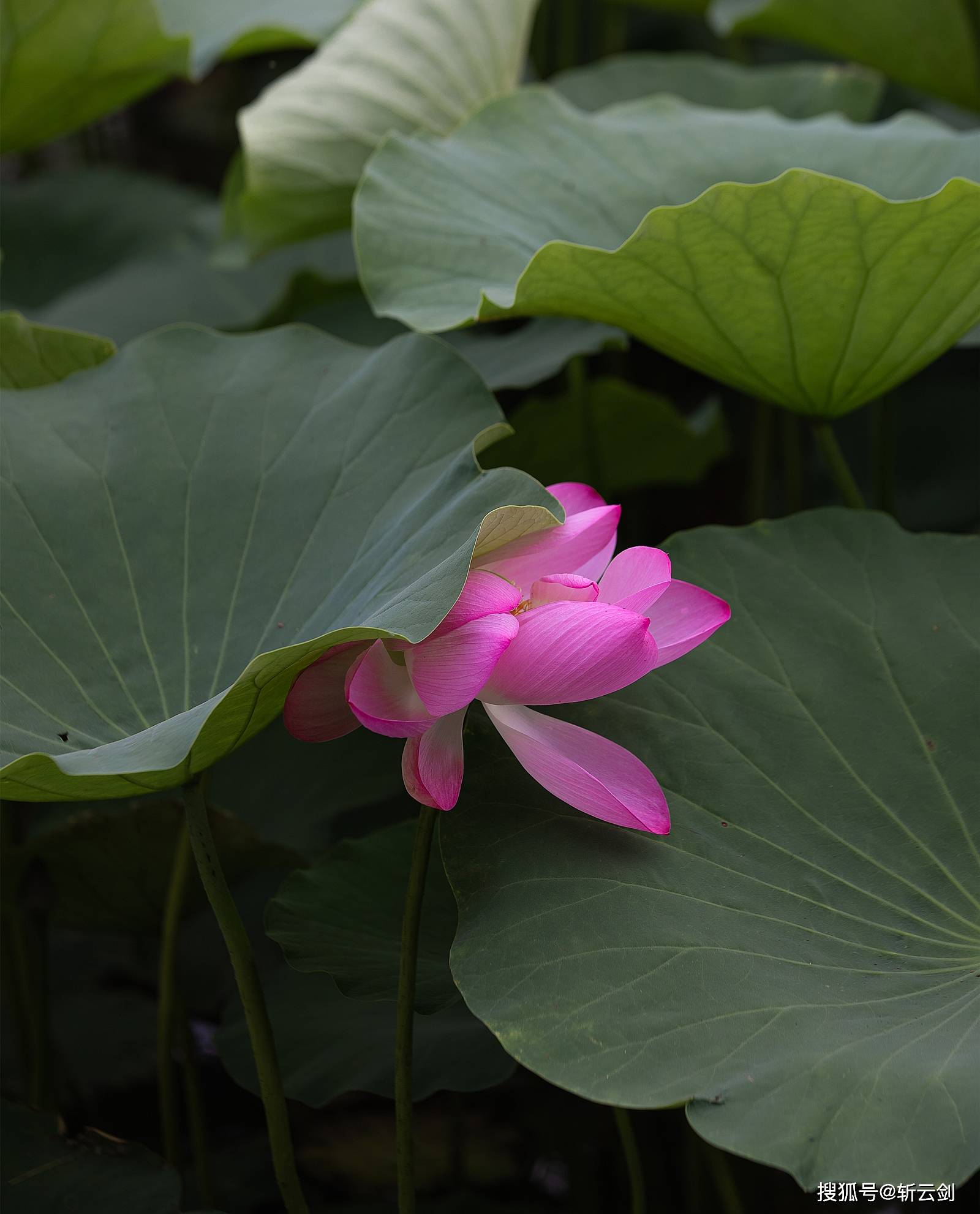 被称之为"小泉城"的章丘绣江河公园荷花开了