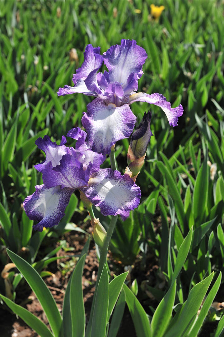 我见到的山东本土植物和园林栽培植物
