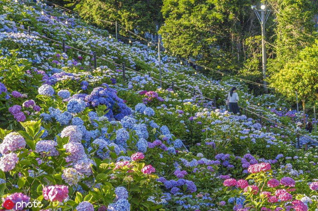 日本蒲郡形原温泉紫阳花绽放 吸引民众畅游花海