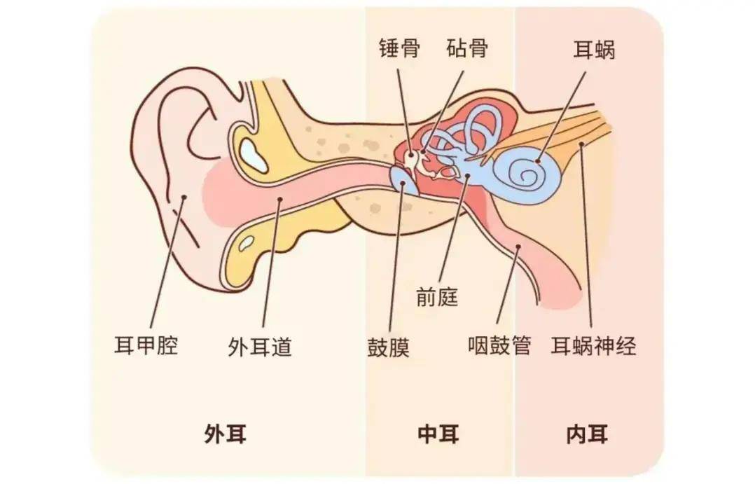 耳朵神经示意图图片