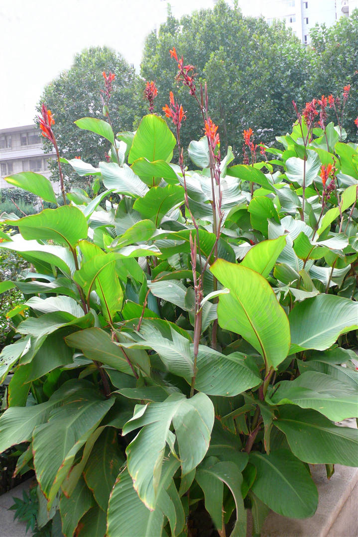 我见到的山东本土植物和园林栽培植物
