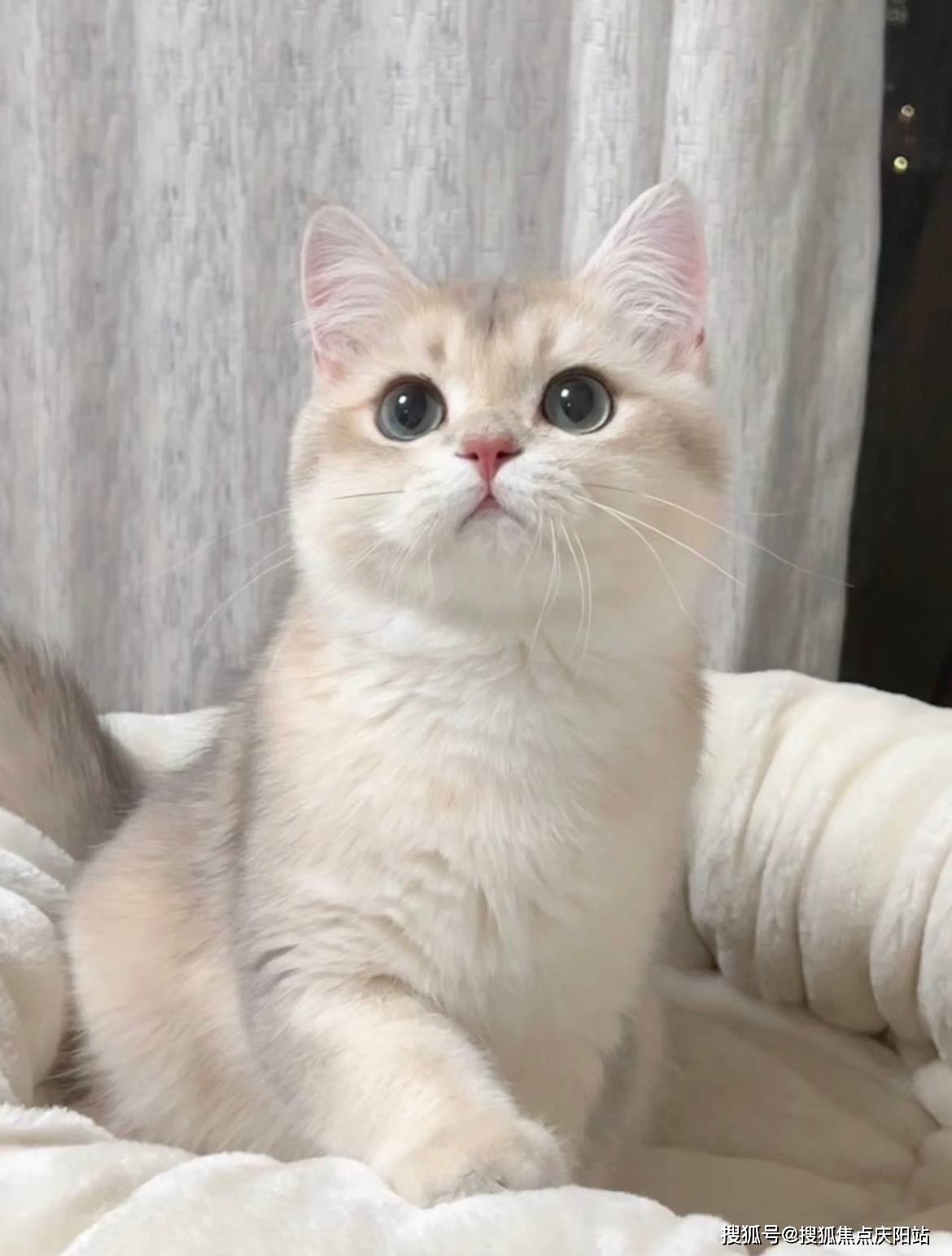 福州买英短蓝金猫首页网站(福州仓山区)买英短蓝金猫在哪里买靠谱又