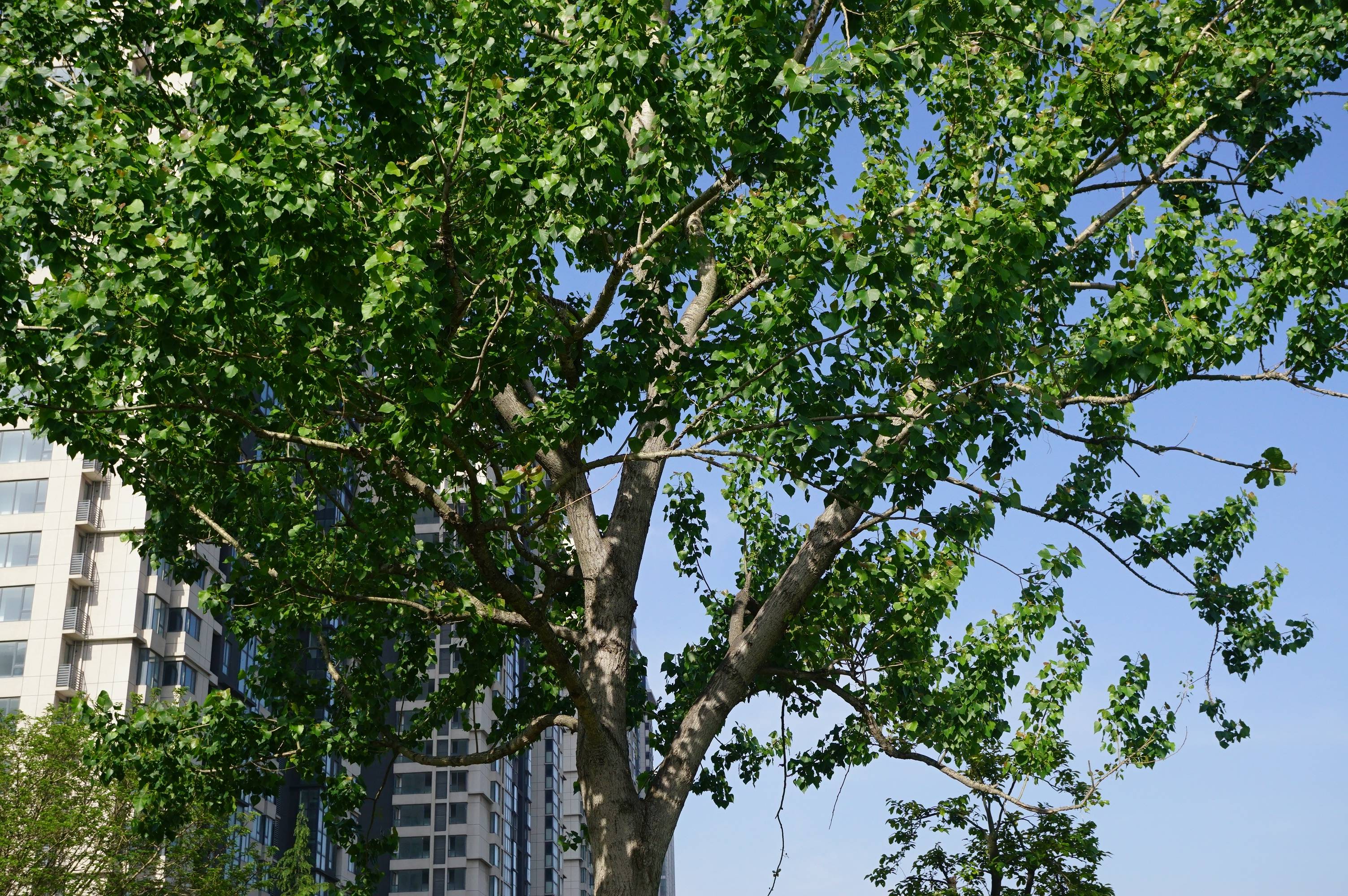 我见到的山东本土植物和园林栽培植物(353)小叶杨